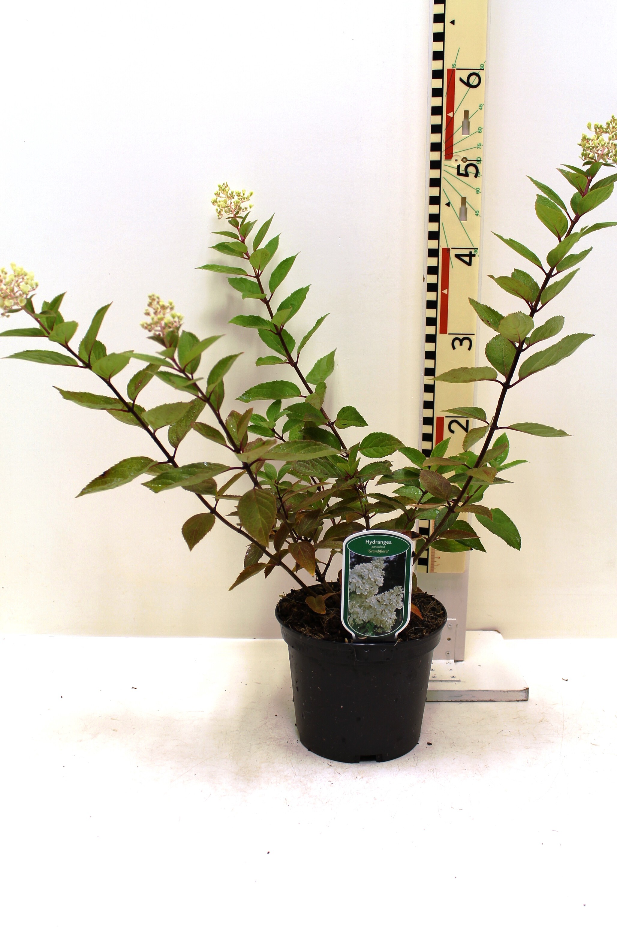 Hydrangea paniculata 'Grandiflora' c3